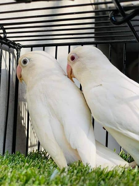 Love birds 5