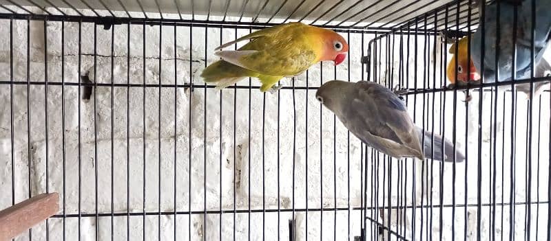 love bird breeder pairs 5