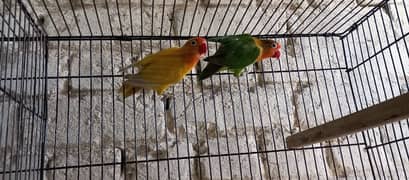 love bird breeder pairs