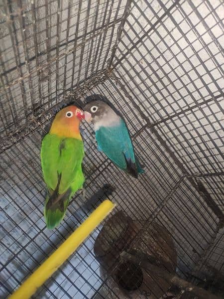 love bird 3