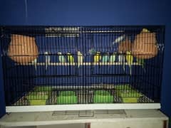 large cage with 6 pairs of autralian parrots