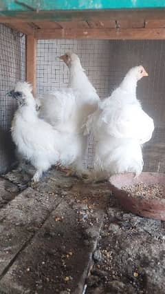 Hens available