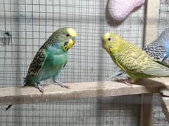 Budgie with cage