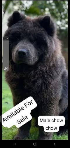Chow Chow Male
