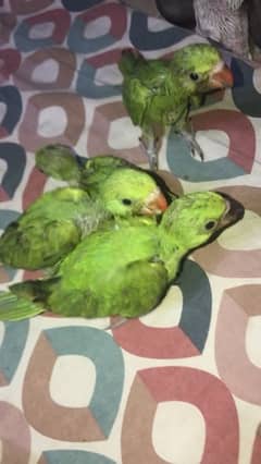 green ringneck self chicks