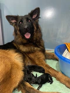 Pink Pedigree GSD puppies for sale