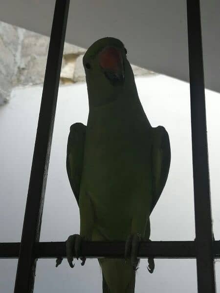green parrot 0