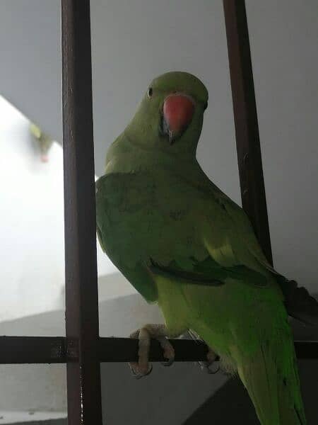 green parrot 2