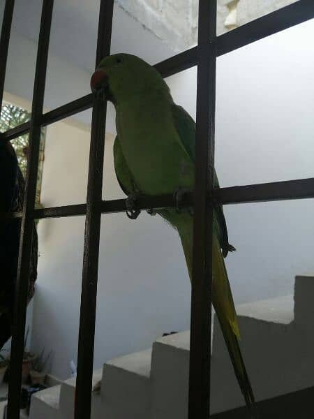 green parrot 5