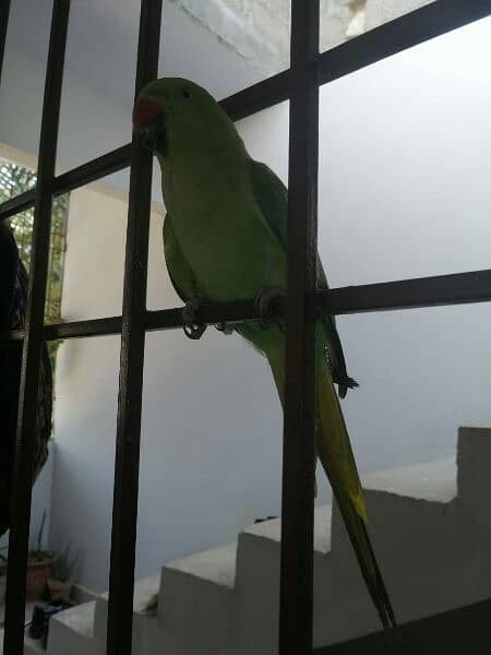 green parrot 6