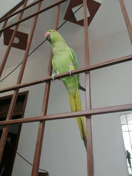 green parrot 7