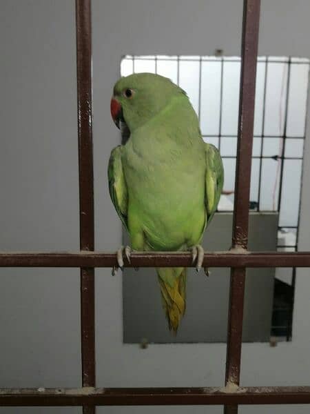 green parrot 8