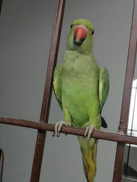 green parrot 9