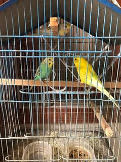 Budgies for sell with cage