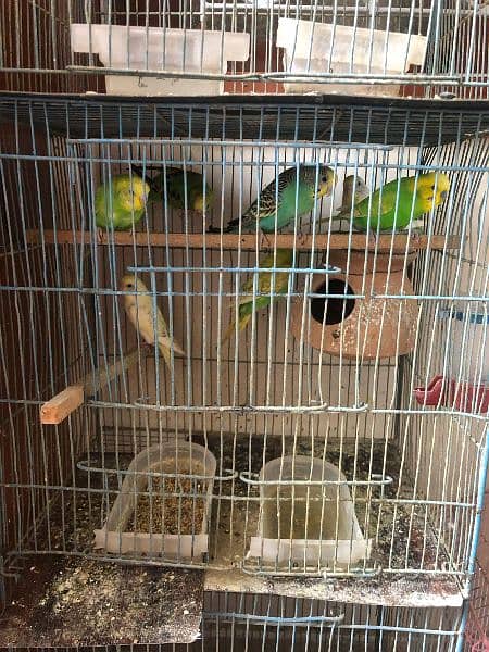 Budgies for sell with cage 1