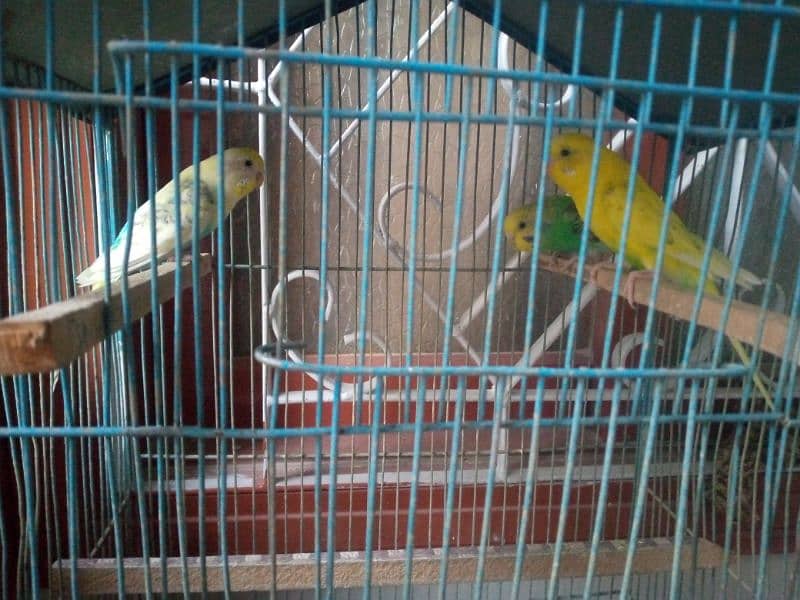 Budgies for sell with cage 2