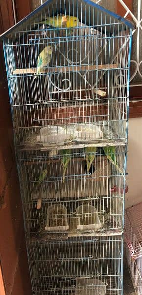 Budgies for sell with cage 3