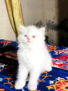 cat kittans available