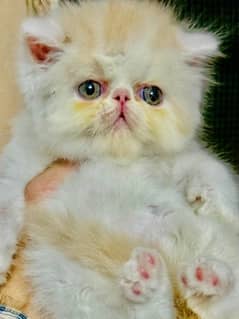 cfa blood line ven male kitten beautiful heavy furr quality