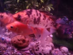 watch, aquarium carb 3 fishes just 1500rs. . . size 5 to 6 inch