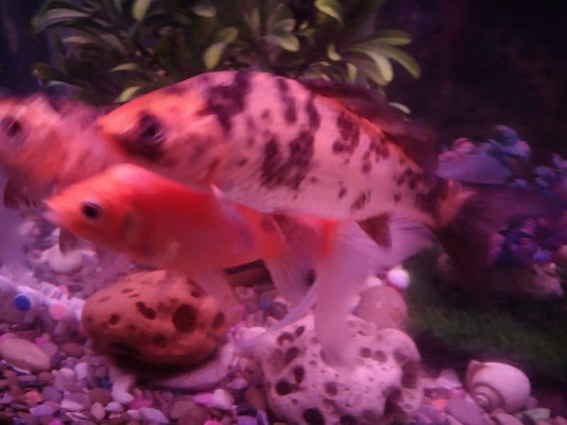 watch, aquarium carb 3 fishes just 1500rs. . . size 5 to 6 inch 0