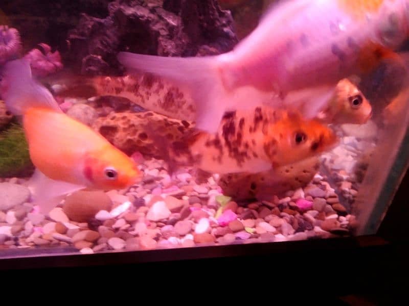 watch, aquarium carb 3 fishes just 1500rs. . . size 5 to 6 inch 1