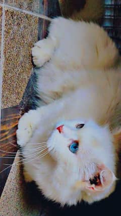 full persian breed white cat triple coated