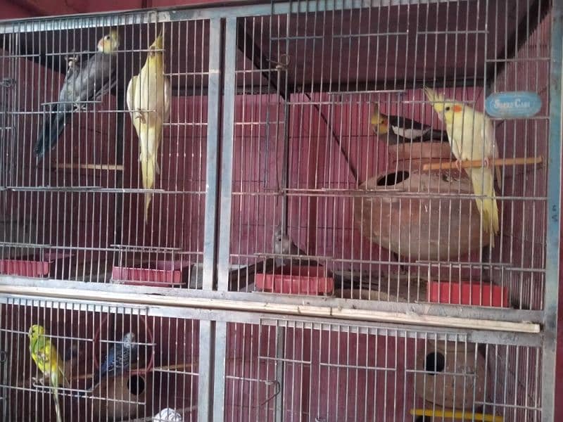 8 boxes cage 8