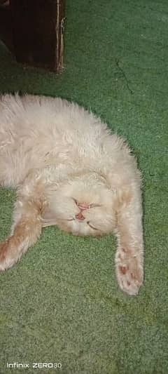 persin cat for sale