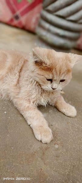 persin cat for sale 1