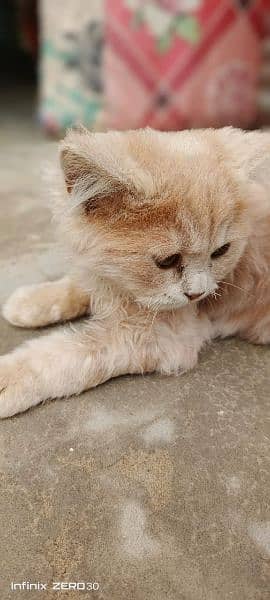 persin cat for sale 2