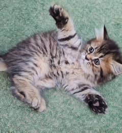 Tabby Persion kitten