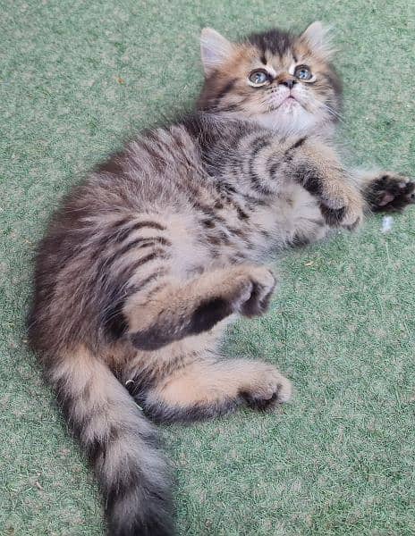 Tabby Persion kitten 1