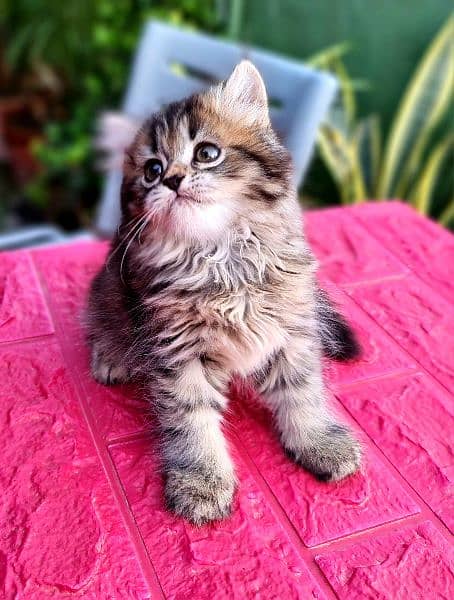 Tabby Persion kitten 2