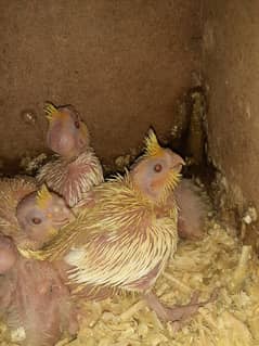 Cockatiel chicks for sale