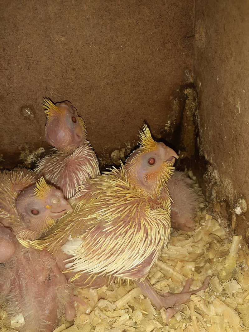 Cockatiel chicks for sale 0