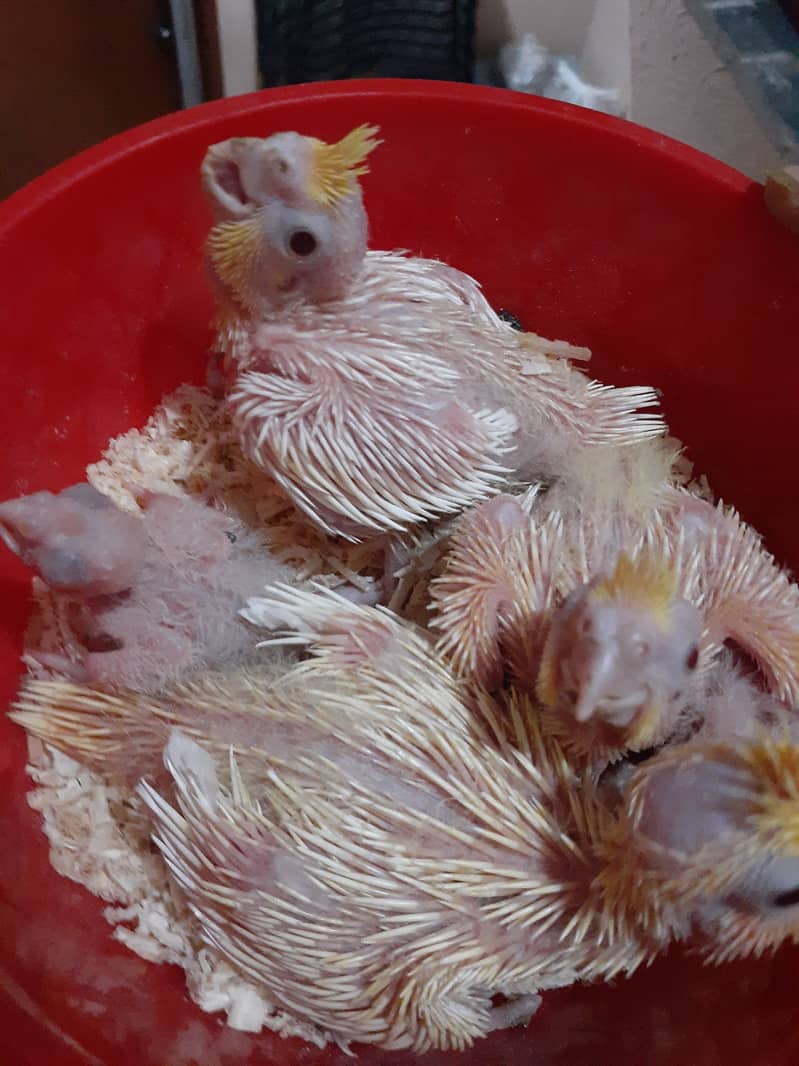 Cockatiel chicks for sale 1