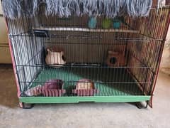 Cage & Parrots for sale
