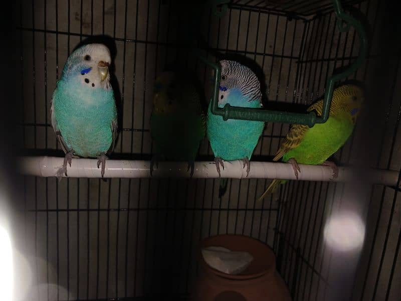 Cage & Parrots for sale 2