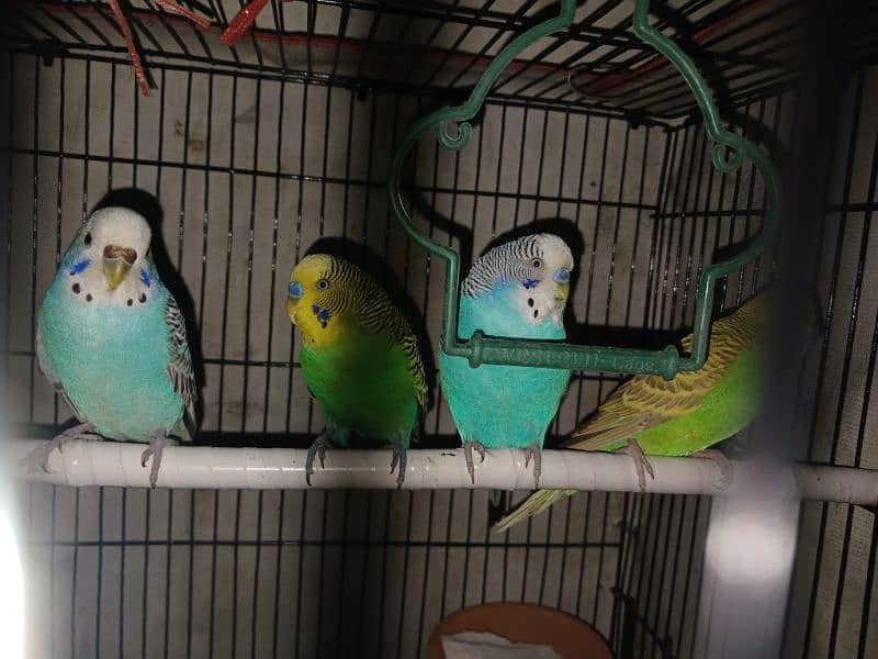 Cage & Parrots for sale 4