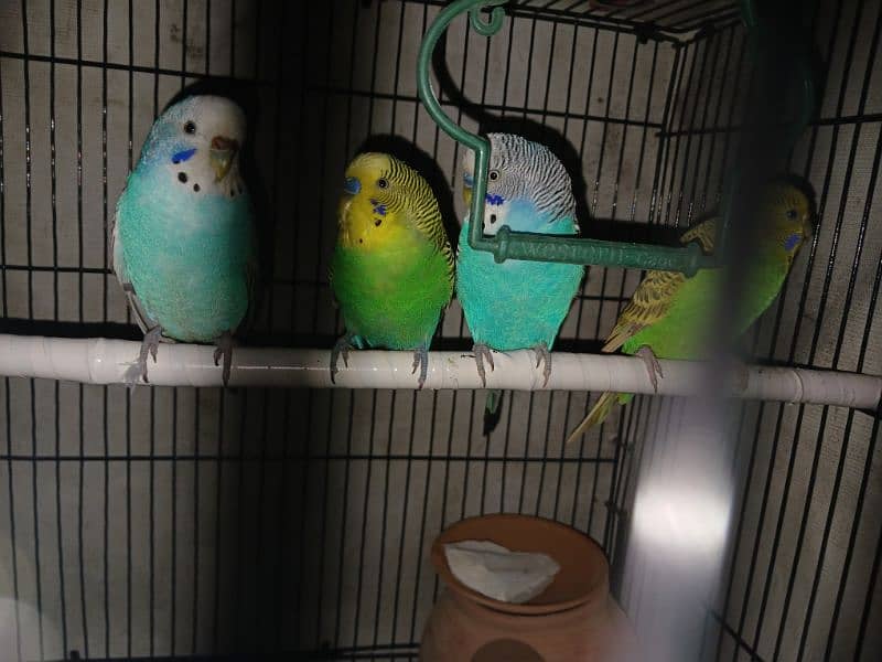 Cage & Parrots for sale 5
