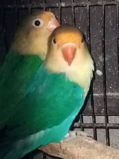 love bird parblue breeder pair for sale