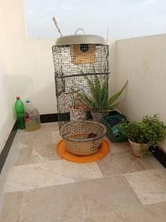 Australian Parrots With Cage