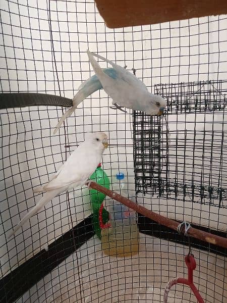 Australian Parrots With Cage 1