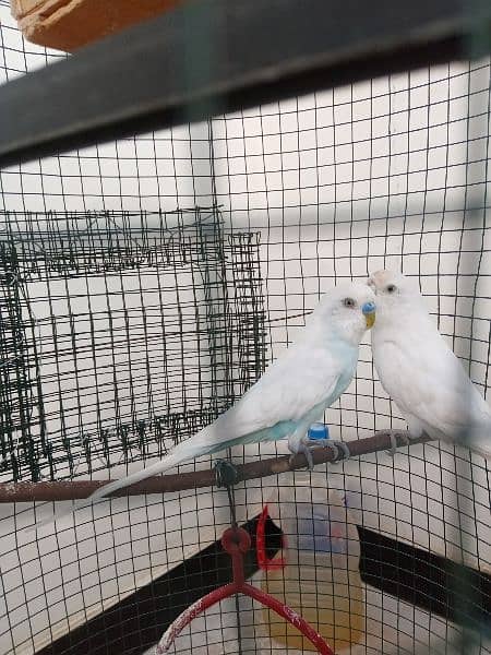 Australian Parrots With Cage 2