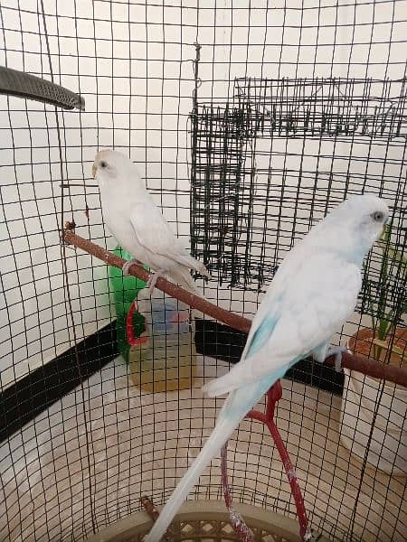Australian Parrots With Cage 7