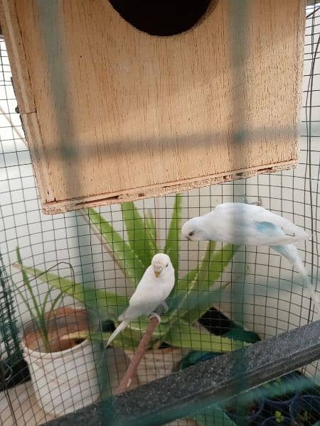 Australian Parrots With Cage 8
