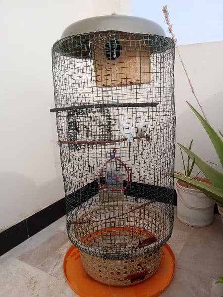Australian Parrots With Cage 16