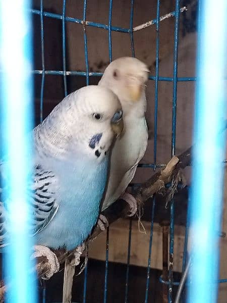 Asstralion parrot full pair 3