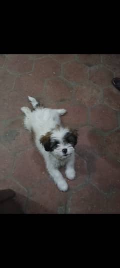 Maltese puppy for sale.